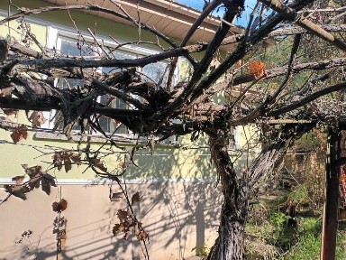 Област Силистра, гр. Алфатар