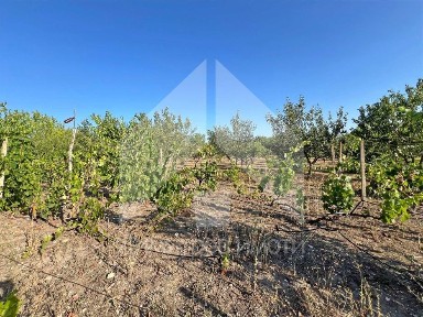 Продавам ЛОЗЕ край града с площ от 800 кв. м с фургон и други постройки