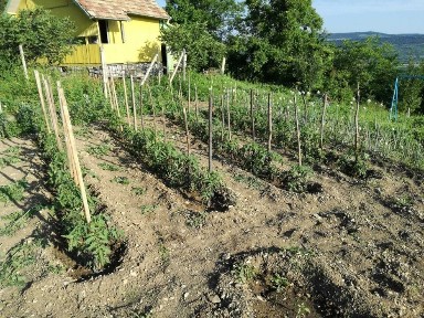 Вила местността Драката, Търговище