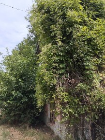 Къща с. Николаево област Плевен